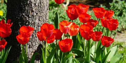 Грижа за лалета след цъфтеж в градината - какво и как да направя